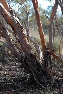 APII jpeg image of Eucalyptus oleosa subsp. oleosa  © contact APII