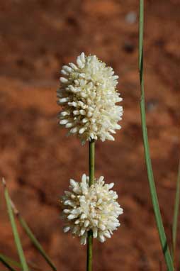 APII jpeg image of Lomandra leucocephala subsp. robusta  © contact APII