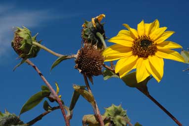 APII jpeg image of Helianthus annuus  © contact APII