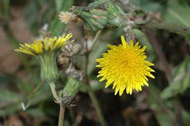 APII jpeg image of Sonchus oleraceus  © contact APII