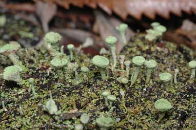 APII jpeg image of Cladonia  © contact APII