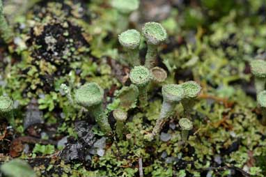 APII jpeg image of Cladonia  © contact APII