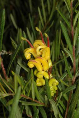 APII jpeg image of Grevillea 'Gold Rush'  © contact APII