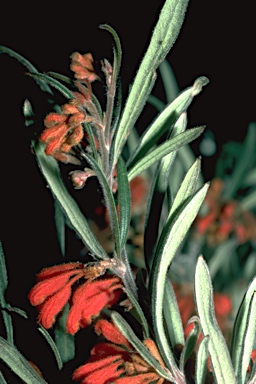 APII jpeg image of Grevillea bronweniae  © contact APII