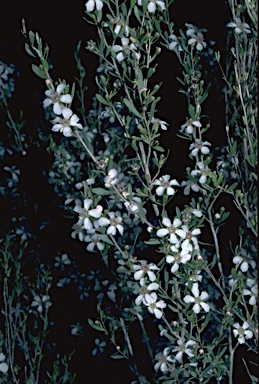 APII jpeg image of Leptospermum erubescens  © contact APII