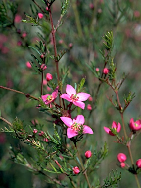 APII jpeg image of Boronia pulchella  © contact APII