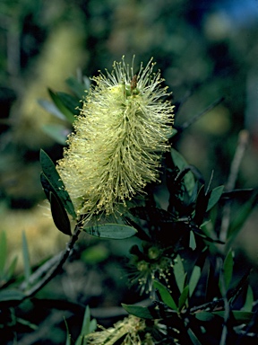 APII jpeg image of Callistemon sieberi  © contact APII