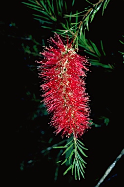 APII jpeg image of Callistemon subulatus  © contact APII