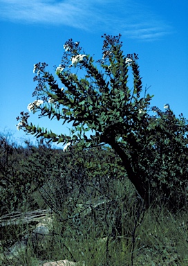 APII jpeg image of Angophora hispida  © contact APII