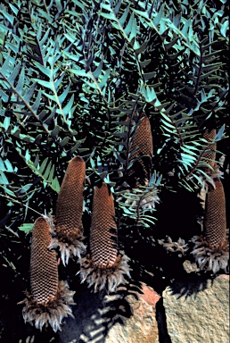 APII jpeg image of Banksia blechnifolia  © contact APII