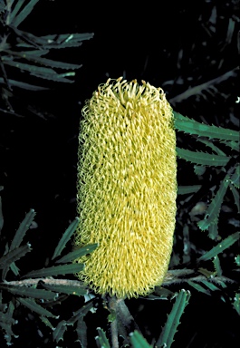 APII jpeg image of Banksia marginata  © contact APII