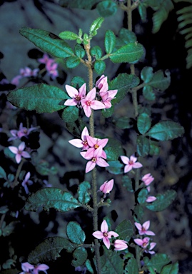 APII jpeg image of Boronia mollis  © contact APII