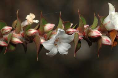 APII jpeg image of Epacris gunnii  © contact APII