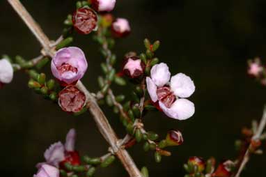 APII jpeg image of Baeckea crassifolia  © contact APII