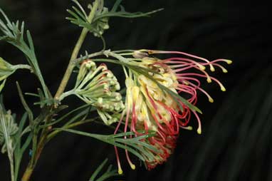 APII jpeg image of Grevillea 'Flora Mason'  © contact APII