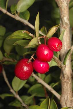 APII jpeg image of Syzygium australe 'Orange Twist'  © contact APII