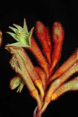 APII jpeg image of Anigozanthos rufus 'Kings Park Federation Flame'  © contact APII