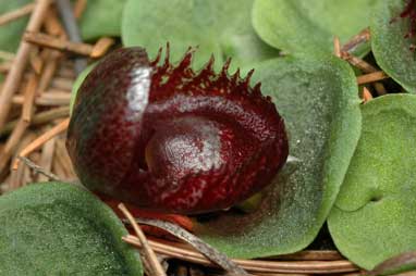 APII jpeg image of Corysanthes fimbriata  © contact APII