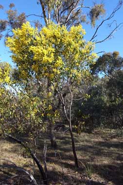 APII jpeg image of Acacia pycnantha  © contact APII