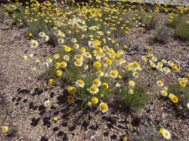 APII jpeg image of Leucochrysum albicans  © contact APII