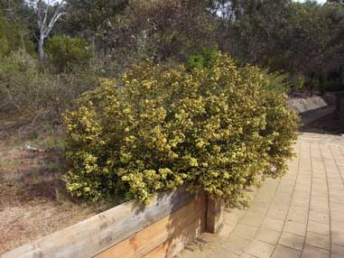 APII jpeg image of Phebalium glandulosum subsp. macrocalyx  © contact APII