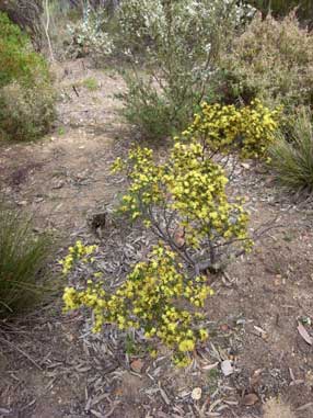 APII jpeg image of Phebalium squamulosum subsp. macrocalyx  © contact APII