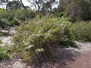 APII jpeg image of Leptospermum novae-angliae  © contact APII