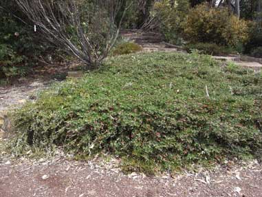 APII jpeg image of Grevillea 'Waikiti Gem'  © contact APII