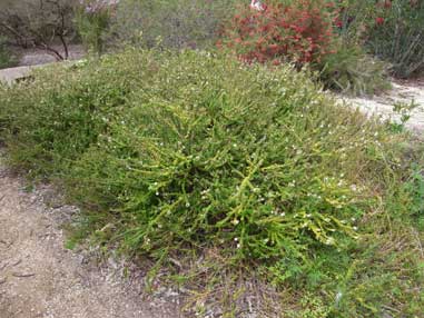 APII jpeg image of Hypocalymma cordifolium 'Golden Veil'  © contact APII