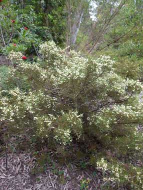 APII jpeg image of Hakea rugosa  © contact APII