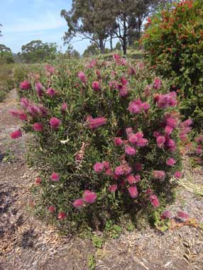 APII jpeg image of Callistemon 'Burgundy'  © contact APII