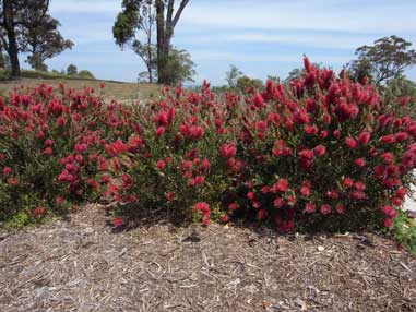 APII jpeg image of Callistemon 'Western Glory'  © contact APII