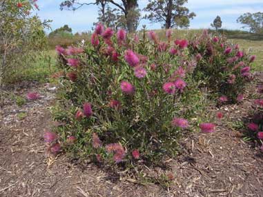 APII jpeg image of Callistemon 'Mauve Mist'  © contact APII