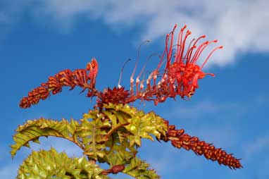 APII jpeg image of Grevillea 'Jingle Bells'  © contact APII