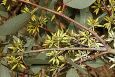 APII jpeg image of Eucalyptus blakelyi  © contact APII