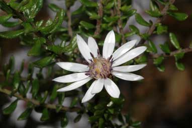 APII jpeg image of Olearia iodochroa  © contact APII