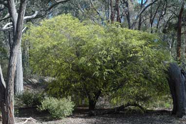 APII jpeg image of Acacia stricta  © contact APII