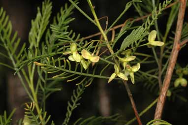 APII jpeg image of Dodonaea inaequifolia  © contact APII