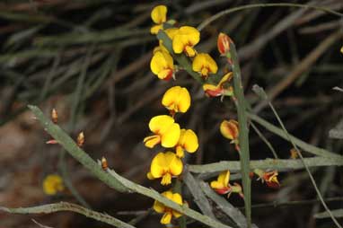 APII jpeg image of Bossiaea grayi  © contact APII