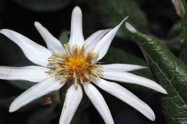 APII jpeg image of Olearia pannosa subsp. pannosa  © contact APII