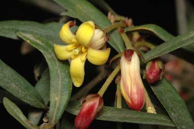 APII jpeg image of Pittosporum bicolor  © contact APII