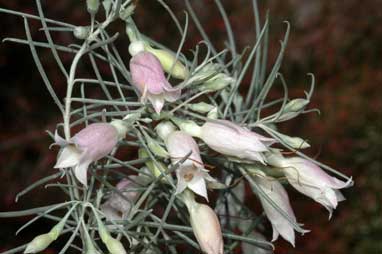 APII jpeg image of Eremophila dalyana  © contact APII