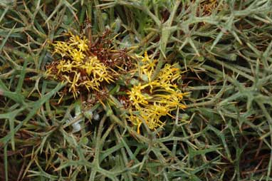 APII jpeg image of Isopogon ceratophyllus  © contact APII