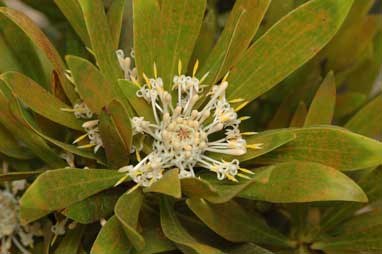 APII jpeg image of Isopogon fletcheri  © contact APII