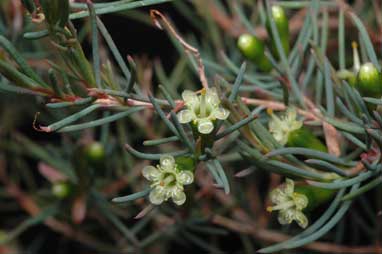 APII jpeg image of Homoranthus brevistylis  © contact APII