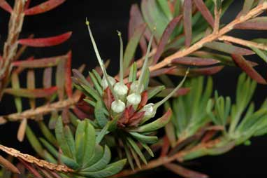 APII jpeg image of Darwinia procera  © contact APII