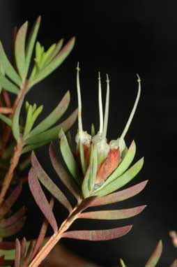 APII jpeg image of Darwinia procera  © contact APII