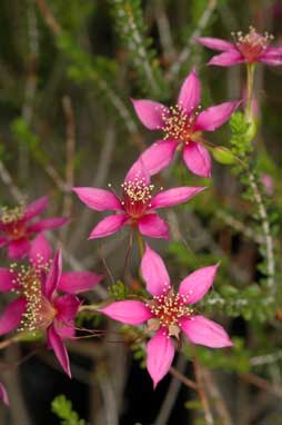 APII jpeg image of Calytrix brevifolia  © contact APII