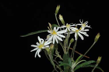 APII jpeg image of Olearia stenophylla  © contact APII