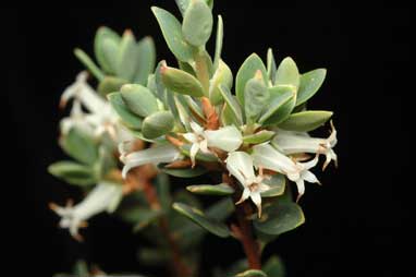 APII jpeg image of Leucopogon virgatus var. brevifolius  © contact APII